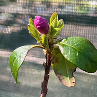 Rhododendron mucronulatum
